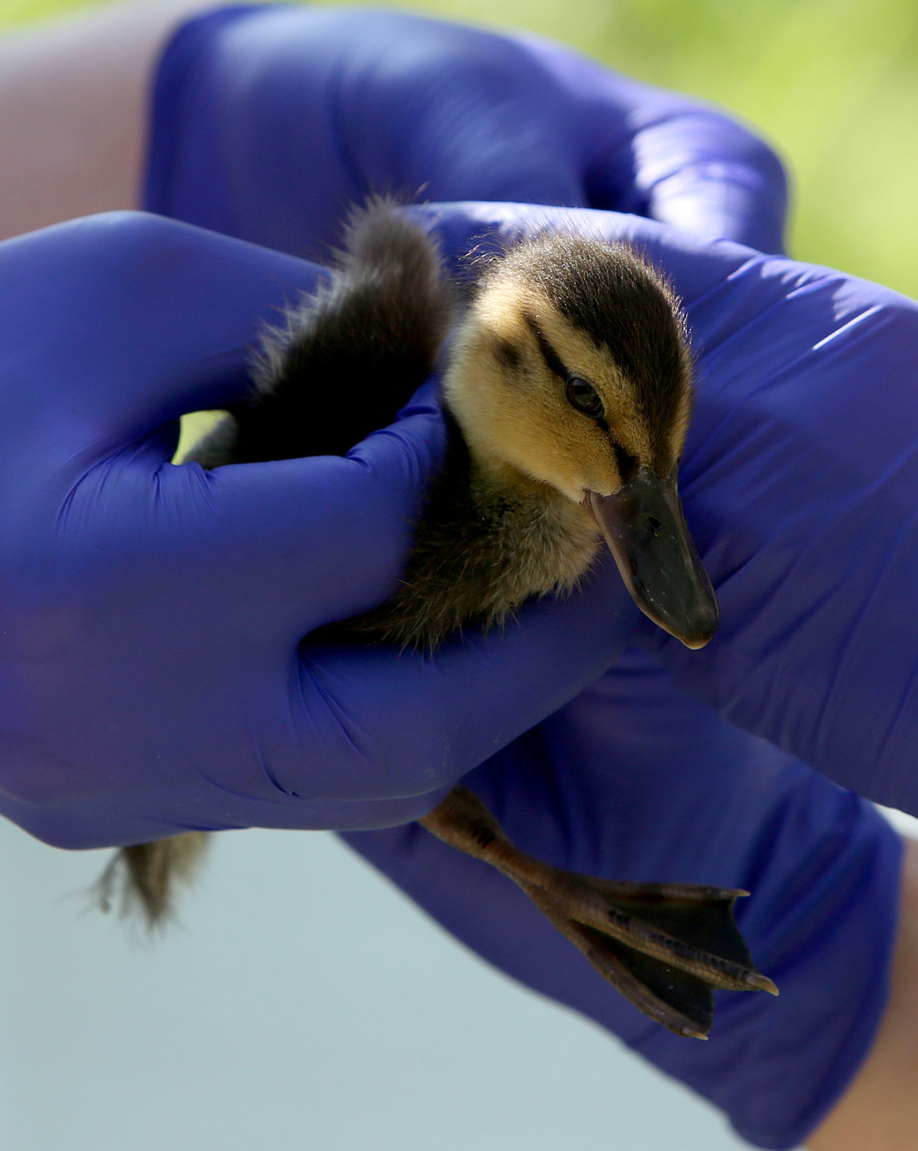 WILDLIFE CENTER